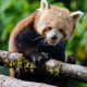 Illustration for article titled Exclusive Photos of the San Francisco Zoo's New Red Panda